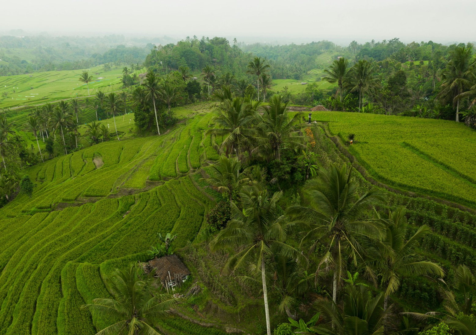 Indonesia Identity Symbol