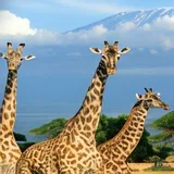 Africa